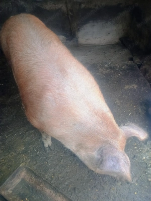 Porc 200 kilograme