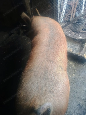 Vând porc aproximativ 200 kilograme  - imagine 3