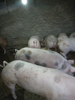 Porci de vânzare 