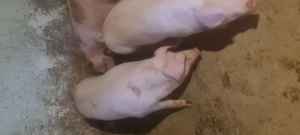 Porci de țară 100-120 kg - imagine 3