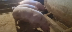 Porci de țară 100-130 kg