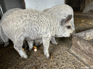 Purcei mangalita rasa pura  - imagine 4