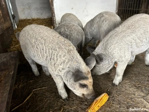 Purcei mangalita rasa pura  - imagine 2