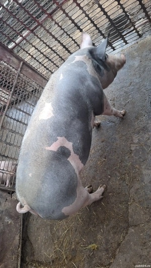 de vanzare porc - imagine 4