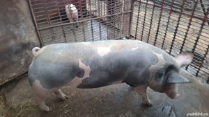 de vanzare porc - imagine 2