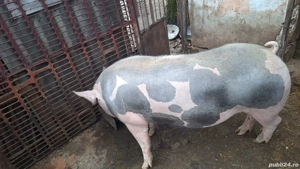 de vanzare porc - imagine 3