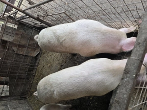 Vând porci între 130 și 150 Kg crescuți la țară,fără concentrate soiul marale alb. - imagine 2