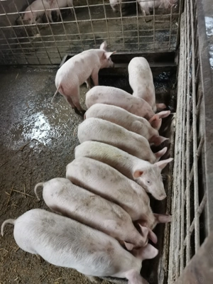 Purcei de 10 săptămâni de vânzare 