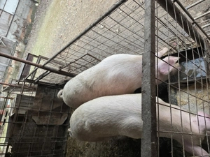 Vând porci între 130 și 150 Kg crescuți la țară,fără concentrate soiul marale alb. - imagine 3