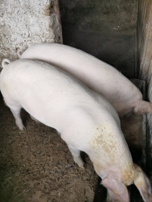 Vând scrofite și 1 scroafa de 300 kg 