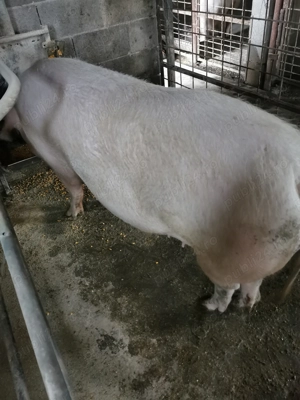 Vând scrofite și 1 scroafa de 300 kg  - imagine 2