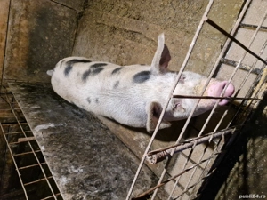 Vand Porci! - imagine 4