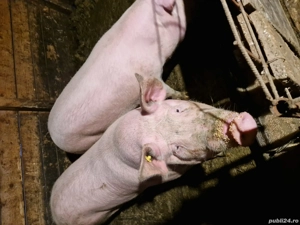 Vand Porci! - imagine 3