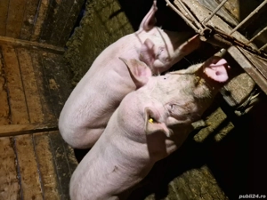 Vand Porci! - imagine 2