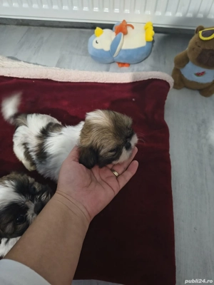 Vand catelui rasa shih tzu