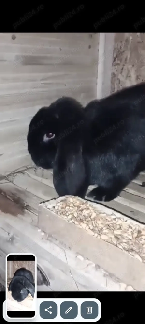 Vând  iepuri berbec german - imagine 3