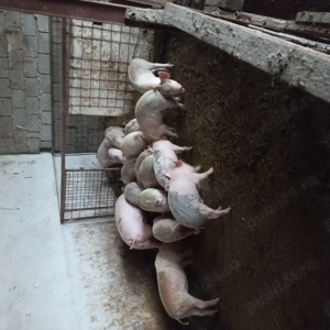 Vand 12 purcei 3 luni