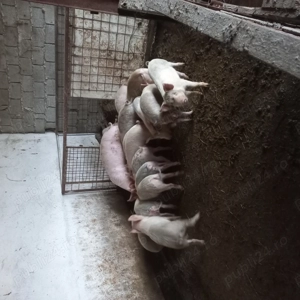 Vand 12 purcei 3 luni - imagine 2