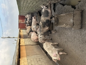 Purcei crescuti bio 100-180 KG , Pret 15-17 lei KG - imagine 2