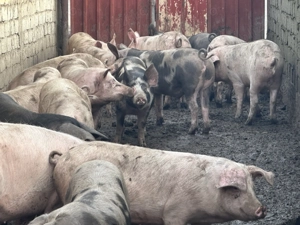 Purcei crescuti bio 100-180 KG , Pret 15-17 lei KG - imagine 3