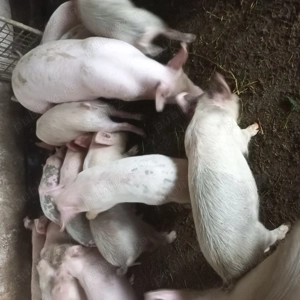 Vand 12 purcei 3 luni - imagine 3