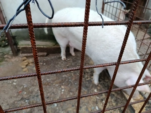 porc de vanzare - imagine 3