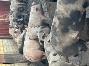Purcei crescuti bio 100-180 KG , Pret 15-17 lei KG - imagine 4