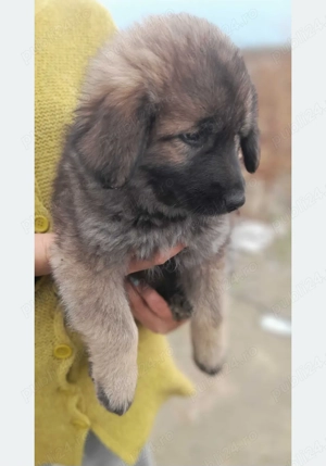 Pui Ciobănesc Carpatin 