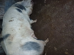 Vând porci de tăiat  - imagine 2