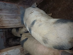 Vând porci de tăiat  - imagine 5