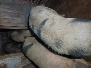 Vând porci de tăiat  - imagine 3