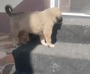 Pui Ciobănesc Carpatin  - imagine 2