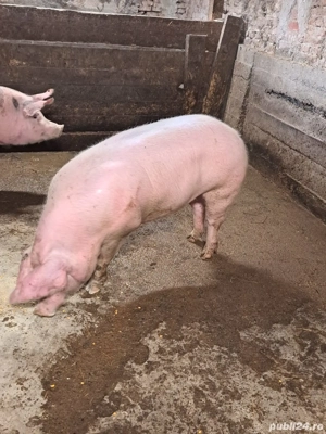 vand porci rasa de carne  - imagine 2