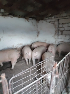 porci de vanzare 