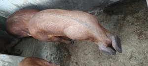 Purcea duroc de vanzare 