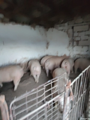 porci de vanzare  - imagine 2