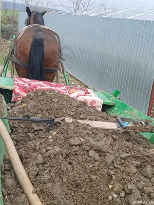 vand iapa de 12 ani cuminte.trage la caruta