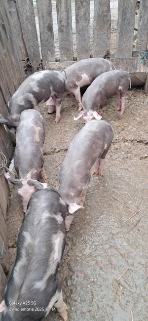 Vând purcei Pietran de 8 săptămâni  - imagine 2