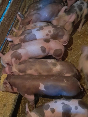 Vând purcei Pietran de 8 săptămâni 