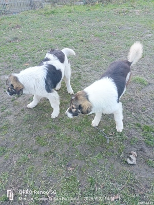 Ciobanesc romanesc de Bucovina 