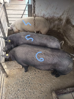 Intre 80 si 110 kg - imagine 2