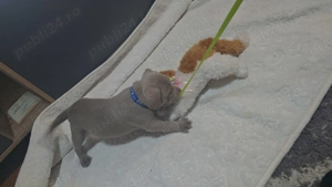 Vand pui American Bully  - imagine 5