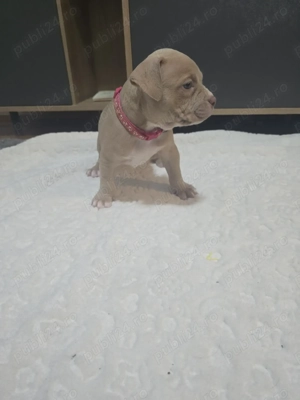 Vand pui American Bully  - imagine 4