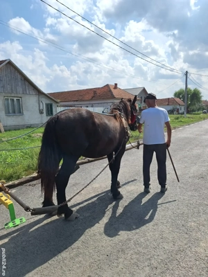 Vand armasar - imagine 2