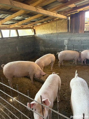 vand porci  - imagine 2