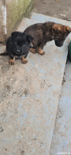 Lup ciobanesc German 