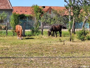 Vand armasar - imagine 3