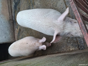 De vanzare! - imagine 3