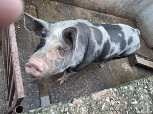 De vanzare! - imagine 2