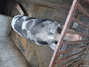 De vanzare! - imagine 4